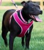 Coastal Pet Comfort Soft Adjustable Harness - Bright Pink - Small - 1 count