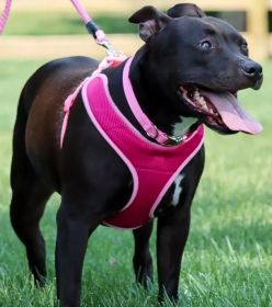 Coastal Pet Comfort Soft Adjustable Harness - Bright Pink - Small - 1 count