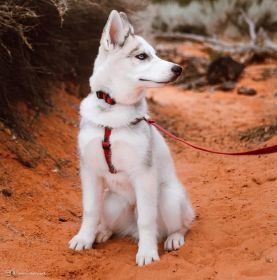 Coastal Pet New Earth Soy Comfort Wrap Dog Harness Cranberry Red - Small - 1 count