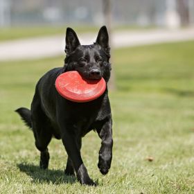 KONG Flyer Dog Disc - Regular - 9" Diameter