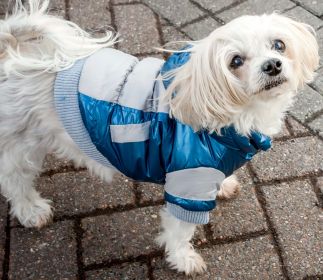 Sporty Vintage Aspen Pet Ski Jacket (size: X-Small)